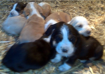 New Basset Babies l 3 Weeks Old