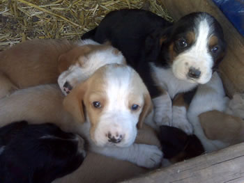 New Basset Babies l 4 Weeks Old