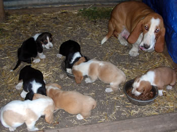 New Basset Babies l 5 Weeks Old