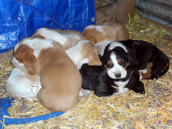 New Basset Babies l 6 Weeks Old