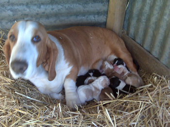 New Basset Babies Born Friday, February 20, 2009