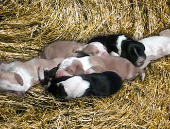 New Basset Babies l 1 Week Old