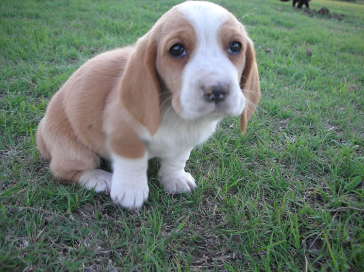 basset hound puppies. laid-back Basset Hound.